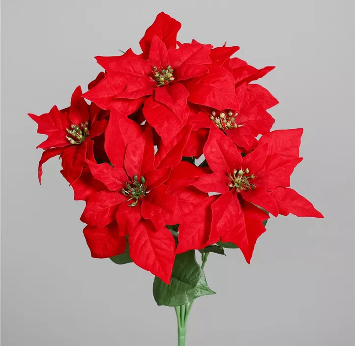 Poinsettia Busch (x 7)