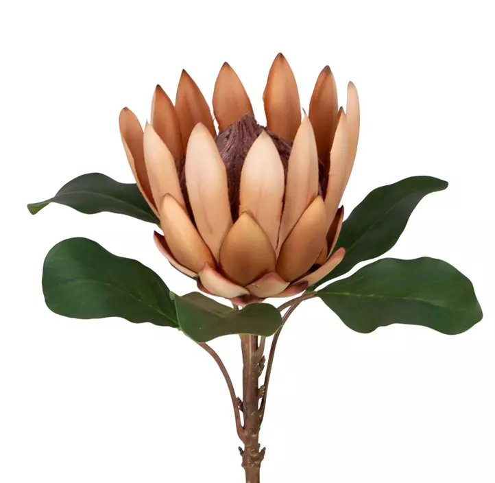 Protea