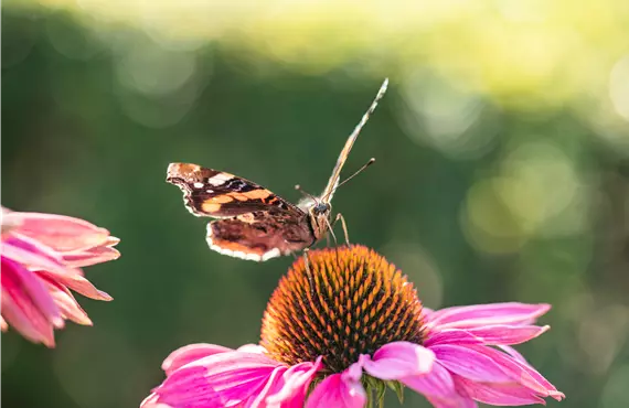 Schmetterling auf Sonnenhut