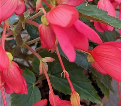 Begonia tuberosa 'Wasserfall'