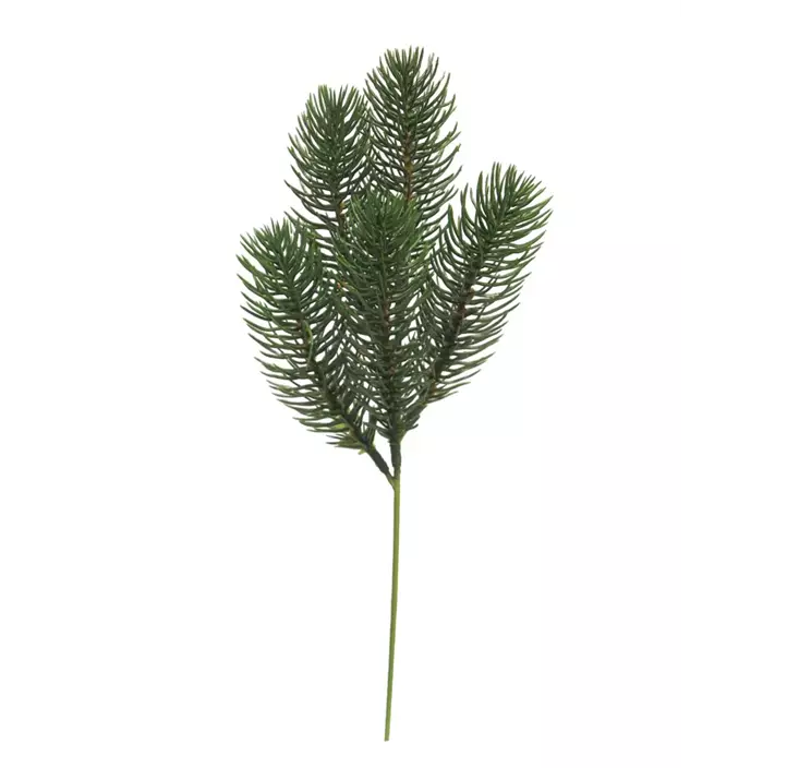 Kiefer Pick Nisse