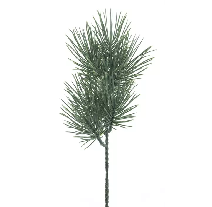 Pinus Pick Baker Powder