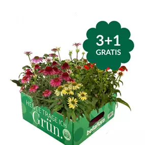 Echinacea