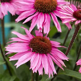 Echinacea Mooodz Courage