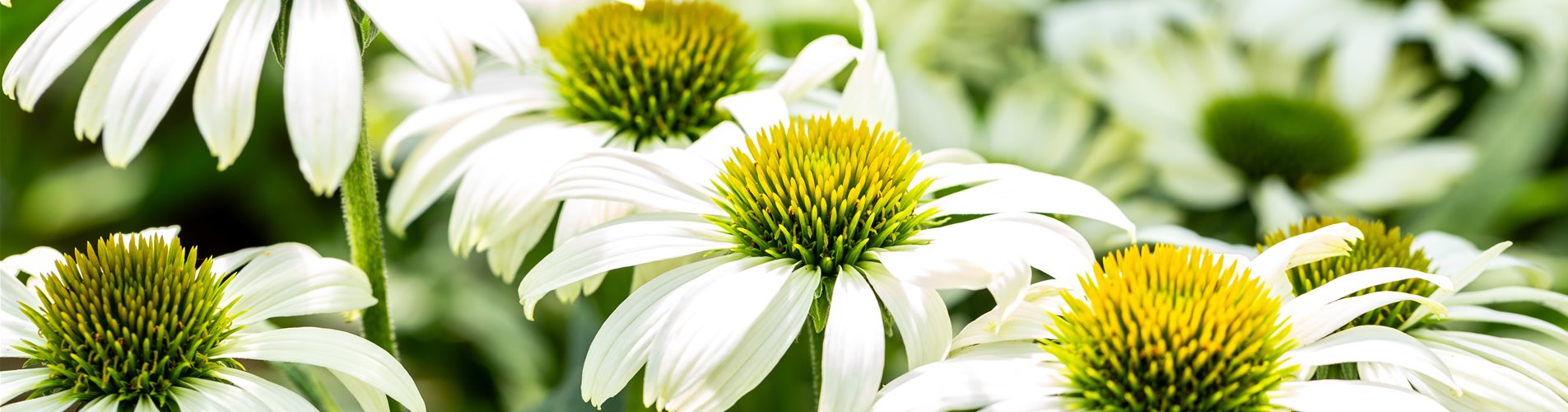 Echinacea purpurea White Pearl