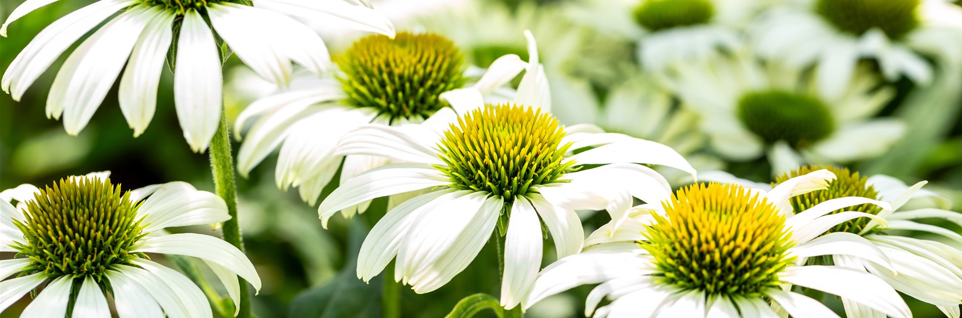 Echinacea für sonnige Gärten