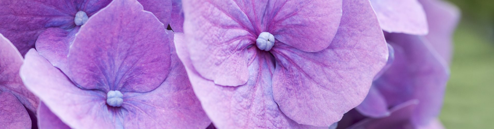 Hydrangea macrophylla, lila Hydrangea macrophylla, lila