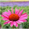 bellaflora Gartencenter GmbH