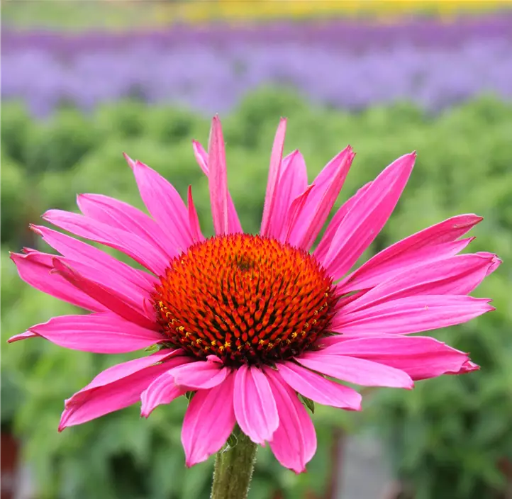 Garten-Scheinsonnenhut 'Delicious Candy'®