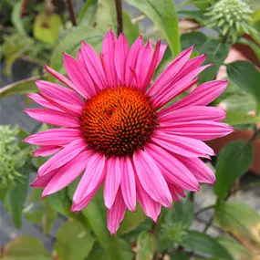 Echinacea purpurea Delicious Candy