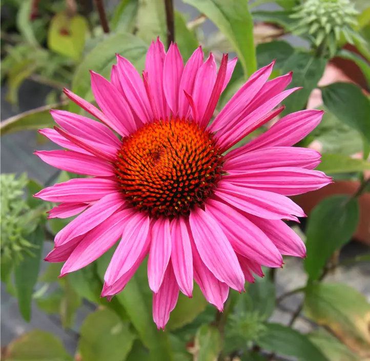 Garten-Scheinsonnenhut 'Delicious Candy'®