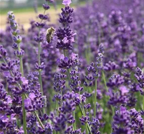 Lavandula angustifolia Unsere Besten
