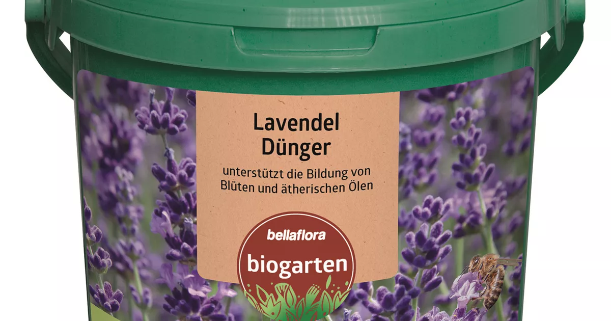 Lavendeldnger - Bellaflora