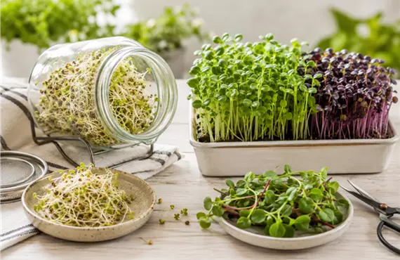 Microgreens & Keimsprossen Unterschied.png