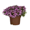 bellaflora Gartencenter GmbH