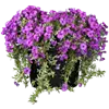bellaflora Gartencenter GmbH