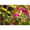 bellaflora Gartencenter GmbH