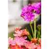 bellaflora Gartencenter GmbH