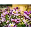 bellaflora Gartencenter GmbH