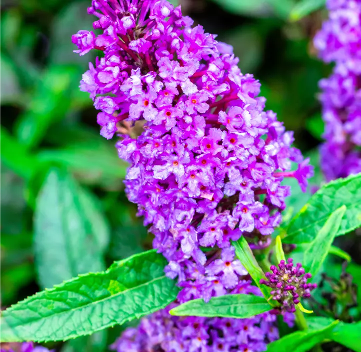 Sommerflieder 'Butterfly Candy® Lila Sweetheart'