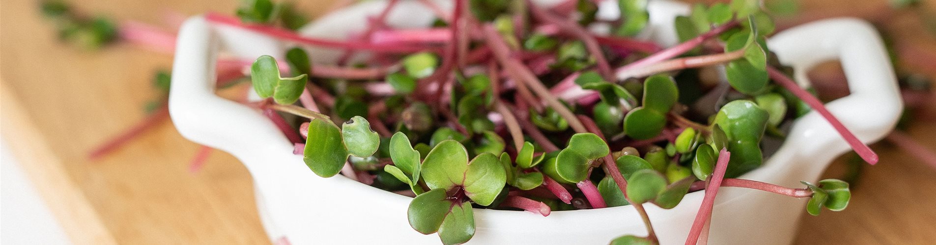 Header Microgreens Header Microgreens