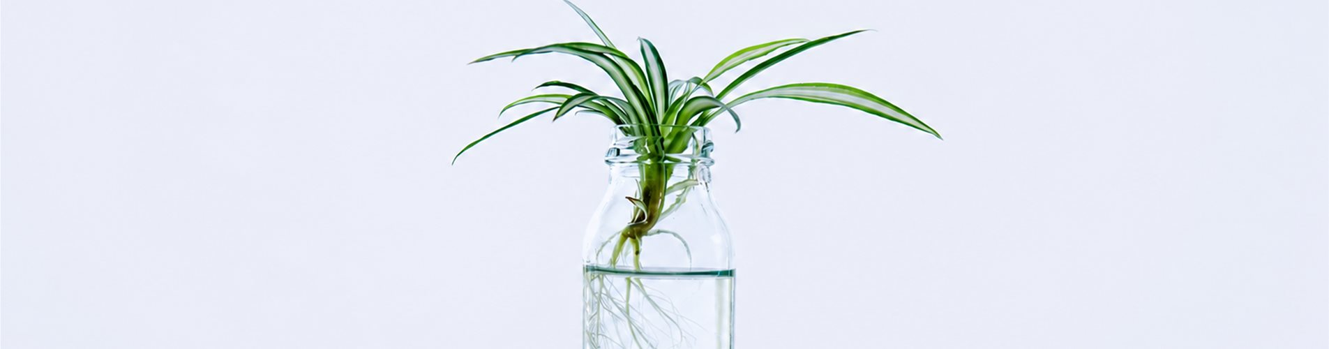Pflanzen im Wasserglas Header Pflanzen im Wasserglas Header