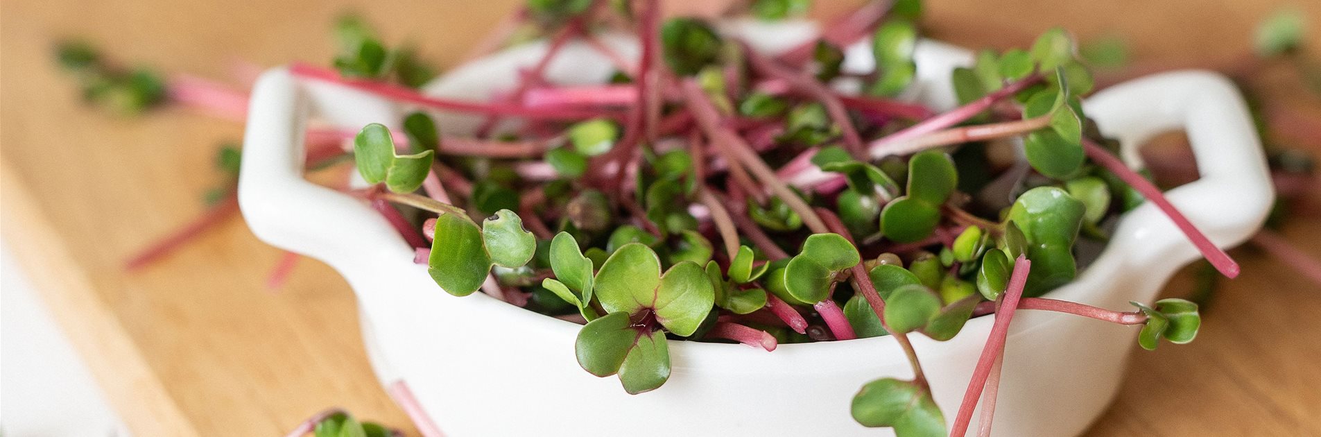 Bio-Microgreens und Keimsprossen