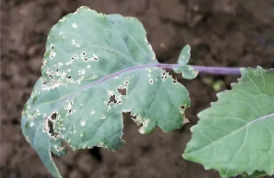 Erdfloh an Kohlrabi