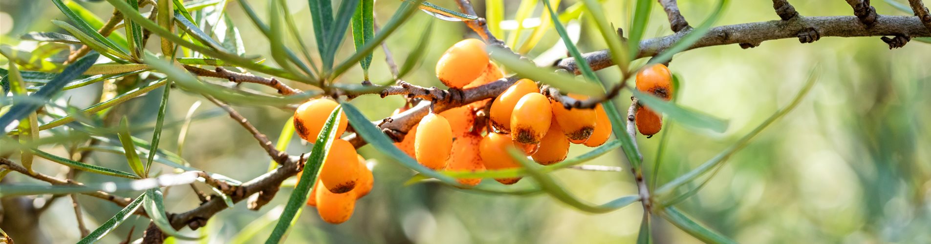 Hippophae rhamnoides 'Hergo'