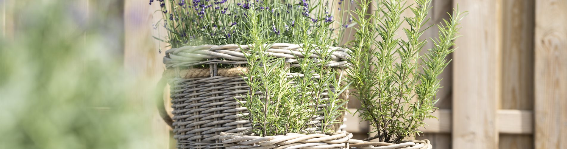 Rosmarinus officinalis, Lavandula angustifolia