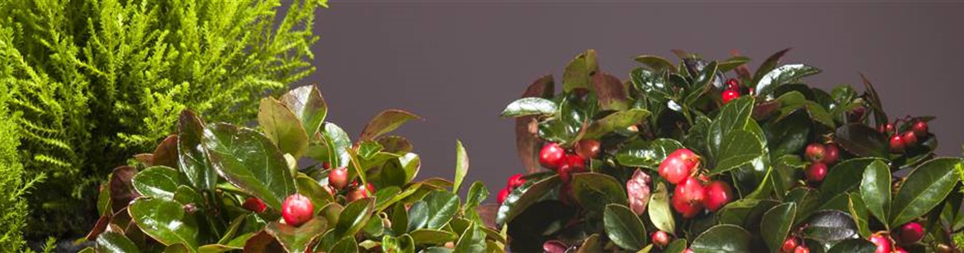 Gaultheria procumbens