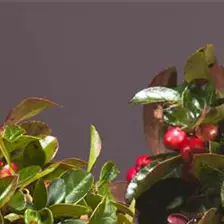 Weihnachtsbäume &-pflanzen