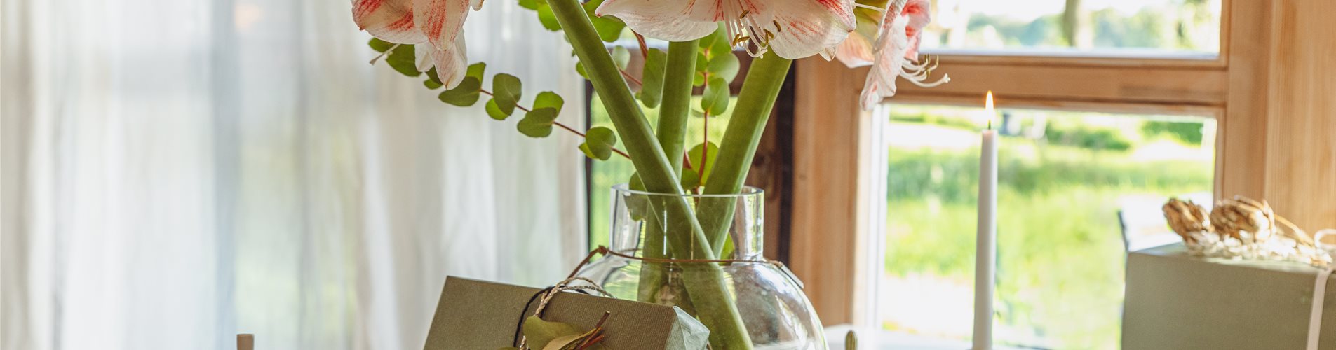 Weihnachten im Airbnb - Amaryllis Weihnachten im Airbnb - Amaryllis