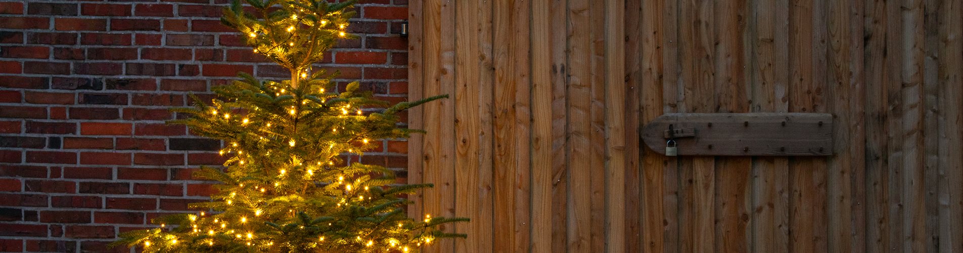 Lichter im Garten - beleuchtete Tanne