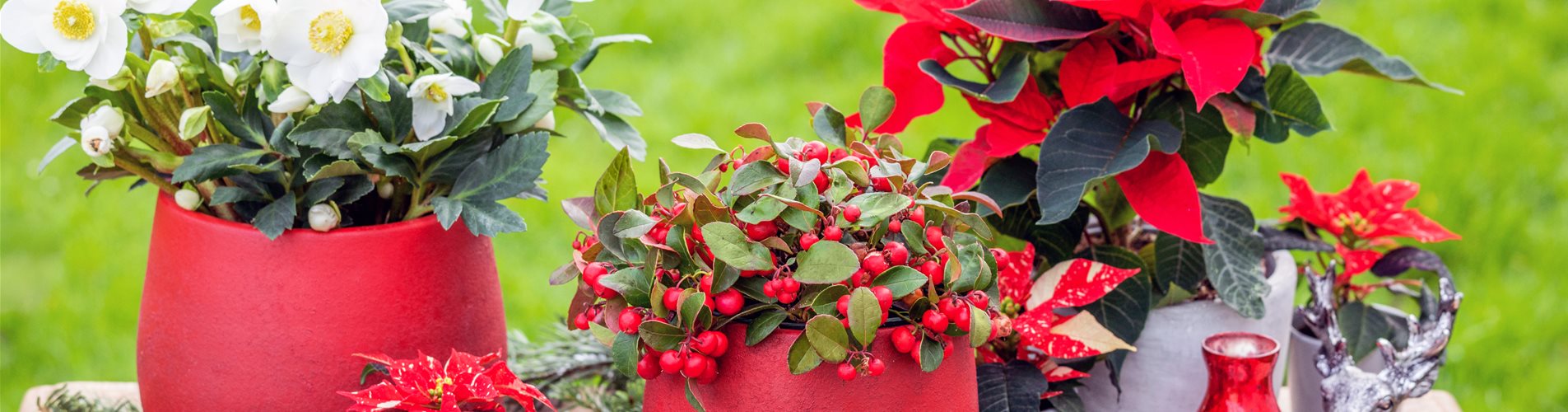 Weihnachtliche Pflanzen Weihnachtliche Pflanzen