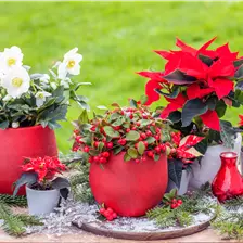 Weihnachtspflanzen