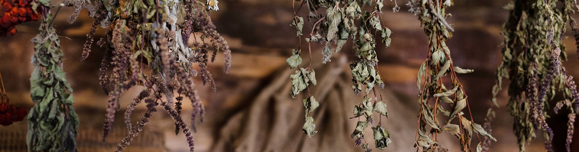 Kräuter ernten & trocknen Header