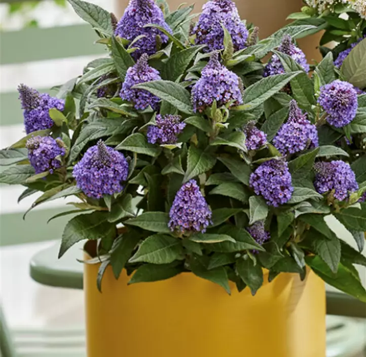 Zwerg-Schmetterlingsflieder 'Little Rockstar® Blue'