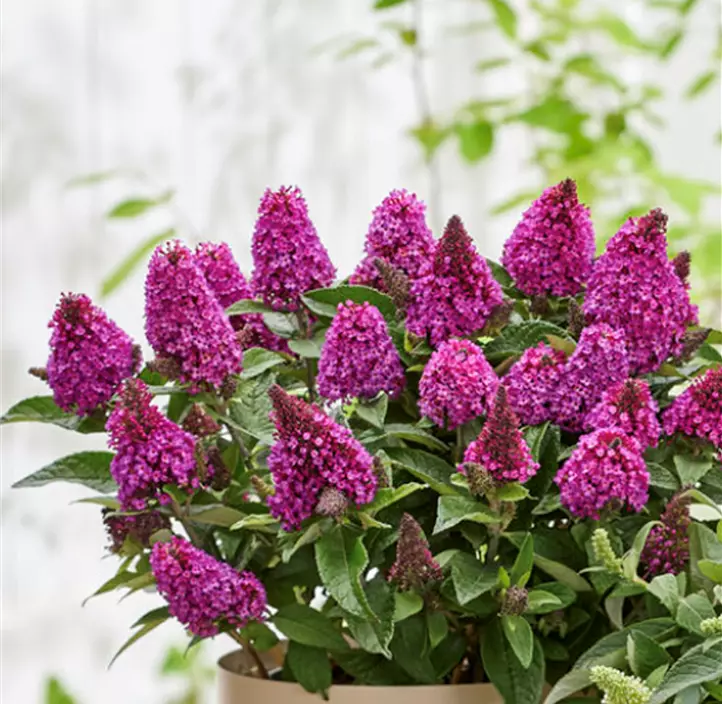 Zwerg-Schmetterlingsflieder 'Little Rockstar® Red'