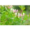 bellaflora Gartencenter GmbH