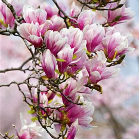 Magnolia George Henry Kern (Lieferartikel)