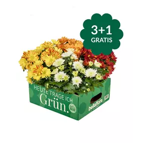 Chrysanthemum indicum Artist Armin