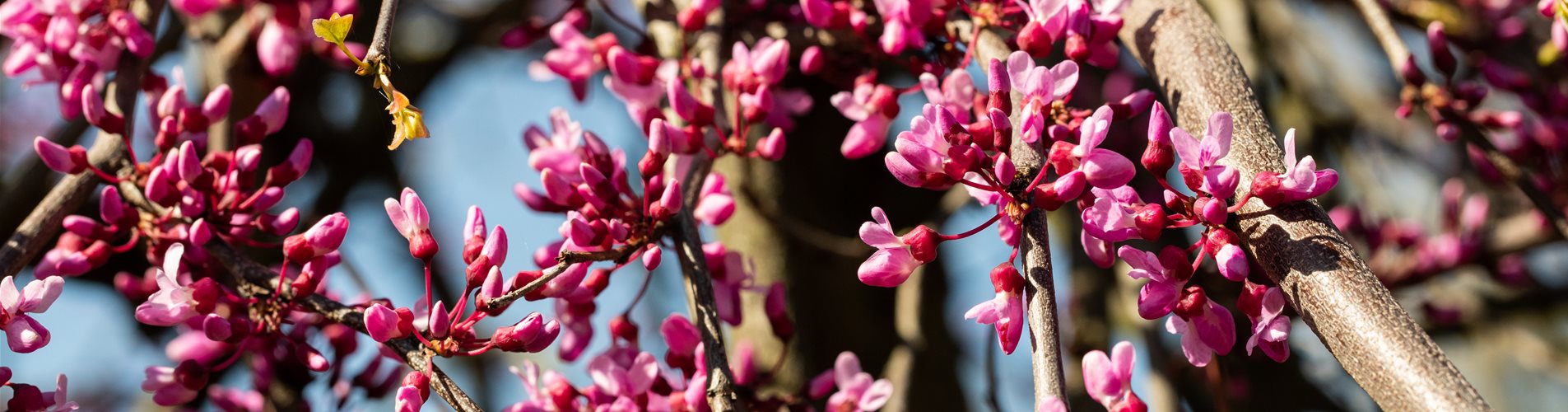 Cercis canadensis 'Lavender Twist'®