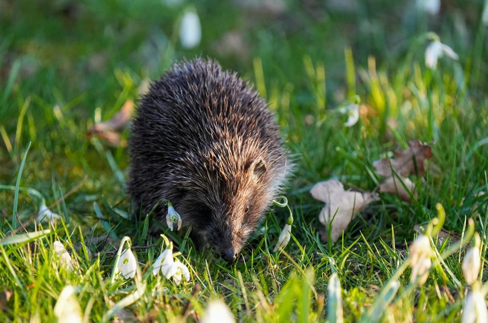 Wildtiere im Sommer unterstützen
