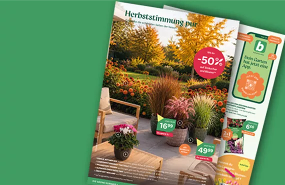 Flugblatt-Bild.png