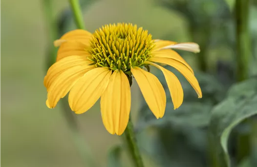 Echinacea purpurea, gelb