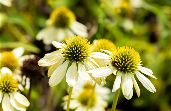 Echinacea purpurea Mellow Yellows Echinacea purpurea Mellow Yellows