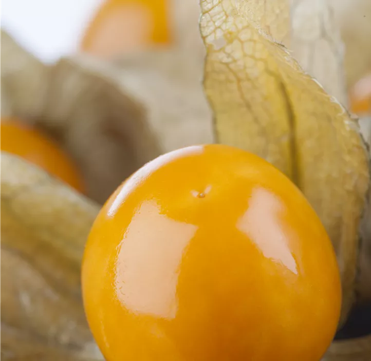 Ananaskirsche 'Goldmurmel'