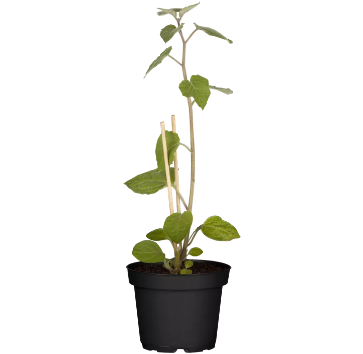 Ananaskirsche 'Goldmurmel'