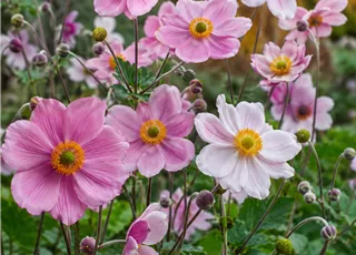 Seite 2 - Anemone.png